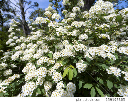 Spiraea flowers in full bloom Spiraea flowers in full bloom 139192865