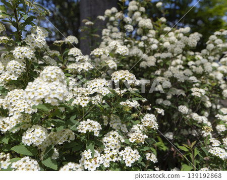 Spiraea flowers in full bloom Spiraea flowers in full bloom 139192868