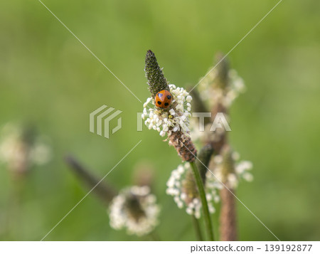 Plantago lanceolata flowers and ladybugs Plantago lanceolata flowers and ladybugs 139192877