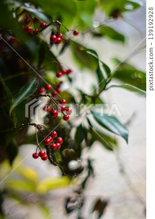 紅色的南天竹漿果和柔和的散景背景:以冬季為主題的日本圖片。 紅色的南天竹漿果和柔和的散景背景:以冬季為主題的日本圖片。 139192928