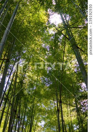 A bamboo grove bathed in sunlight; a natural background image with a low-angle perspective. A bamboo grove bathed in sunlight; a natural background image with a low-angle perspective. 139192930