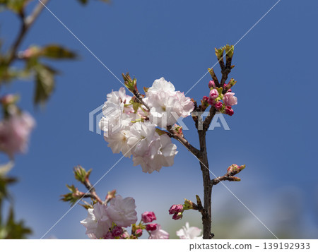 Yaezakura and blue sky 139192933