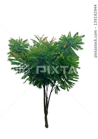 Averrhoa bilimbi (bilimbi) tree 139192944