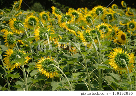 Sunflower Field Sunflower Field 139192950