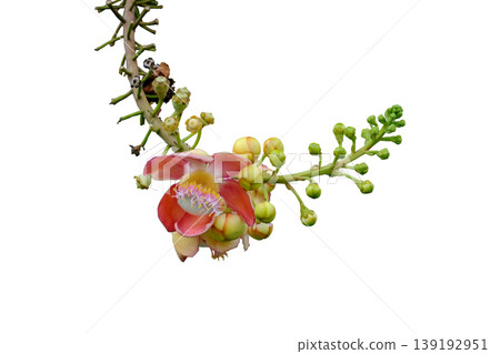 Cannonball Tree Flower, Vibrant Pink and Orange Sal Tree Flower with Buds Cannonball Tree Flower, Vibrant Pink and Orange Sal Tree Flower with Buds 139192951