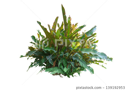 Heliconia indica spectabilis, tropical green plant Heliconia indica spectabilis, tropical green plant 139192953