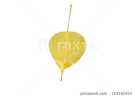 Peepal Leaf also known as Bodhi leaf 139192954