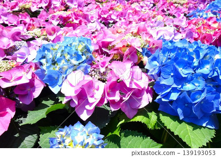 五顏六色的八仙花屬花 139193053