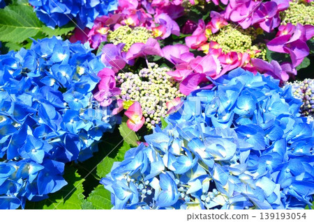 五顏六色的八仙花屬花 139193054