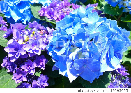五顏六色的八仙花屬花 五顏六色的八仙花屬花 139193055