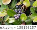 Sharimbai (wheat plum) fruit 139193157