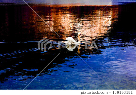 天鵝漂浮在湖面上 139193191