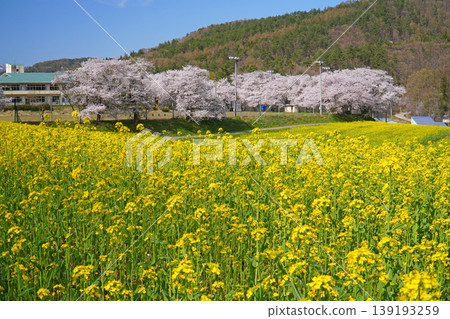 奈奈花公園：油菜花與櫻花（長野縣飯山市） 139193259