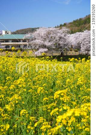奈奈花公園：油菜花與櫻花（長野縣飯山市） 139193260