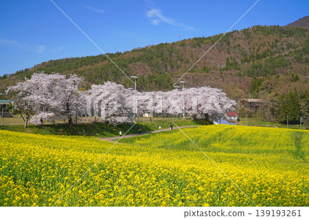 奈奈花公園：油菜花與櫻花（長野縣飯山市） 139193261