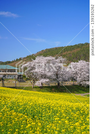 奈奈花公園：油菜花與櫻花（長野縣飯山市） 139193262
