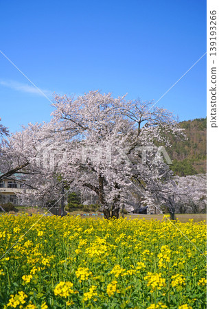 Nanohana Park: Rapeseed flowers and cherry blossoms (Iiyama City, Nagano Prefecture) Nanohana Park: Rapeseed flowers and cherry blossoms (Iiyama City, Nagano Prefecture) 139193266