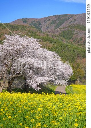 Nanohana Park: Rapeseed flowers and cherry blossoms (Iiyama City, Nagano Prefecture) Nanohana Park: Rapeseed flowers and cherry blossoms (Iiyama City, Nagano Prefecture) 139193269