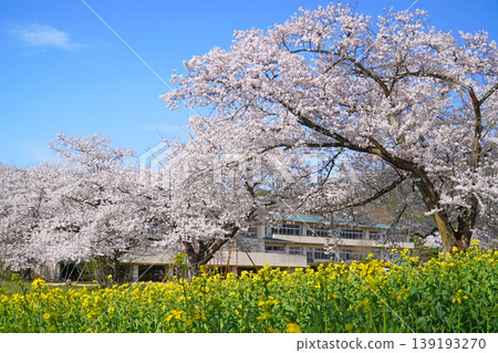 奈奈花公園：油菜花與櫻花（長野縣飯山市） 139193270