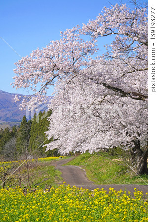奈奈花公園:油菜花與櫻花(長野縣飯山市) 奈奈花公園:油菜花與櫻花(長野縣飯山市) 139193277