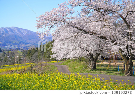 奈奈花公園:油菜花與櫻花(長野縣飯山市) 奈奈花公園:油菜花與櫻花(長野縣飯山市) 139193278