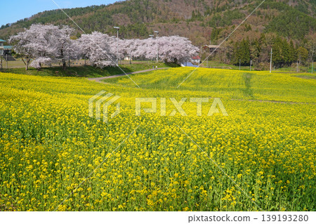 Nanohana Park: Rapeseed flowers and cherry blossoms (Iiyama City, Nagano Prefecture) 139193280