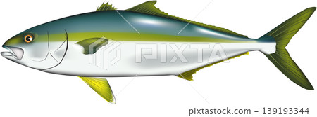 魚類插圖:黃尾鰤,向量格式,白色背景上的單條魚。 魚類插圖:黃尾鰤,向量格式,白色背景上的單條魚。 139193344