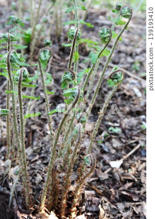 紅毛鱗蕨（Dryopteris erythrosora）的幼嫩枝條 139193410