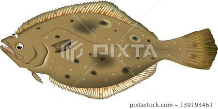 魚類插圖：比目魚，向量格式，白色背景（單張圖片） 139193461