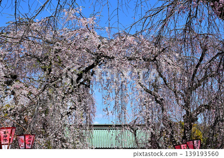 Mishima Taisha Weeping Cherry Tree Mishima Taisha Weeping Cherry Tree 139193560