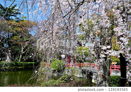 Mishima Taisha Shrine, Sacred Pond Mishima Taisha Shrine, Sacred Pond 139193565