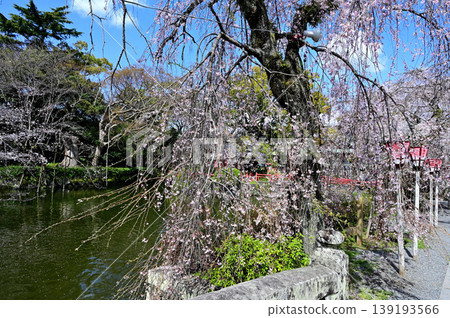 Mishima Taisha Shrine, Sacred Pond Mishima Taisha Shrine, Sacred Pond 139193566