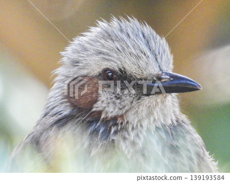 A portrait of a brown-eared ... A portrait of a brown-eared ... 139193584