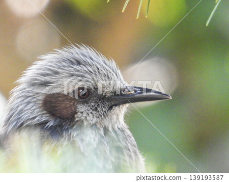 A portrait of a brown-eared ... A portrait of a brown-eared ... 139193587