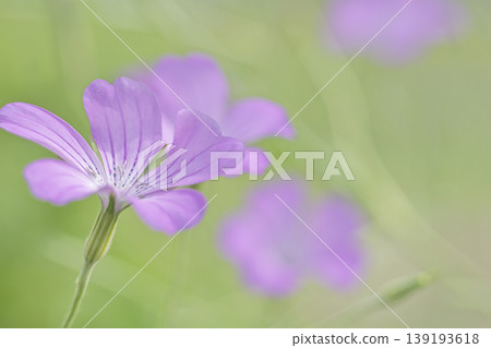Cornflower, wheat pink, wheat cornflower, Agrostemma Cornflower, wheat pink, wheat cornflower, Agrostemma 139193618