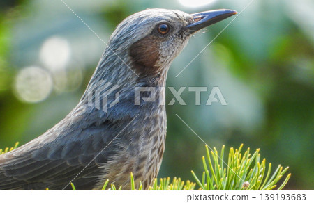 A portrait of a brown-eared ... 139193683