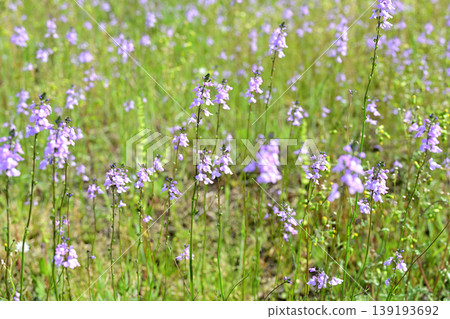 Japanese bellflower (Linaria japonica) - Landscape Japanese bellflower (Linaria japonica) - Landscape 139193692