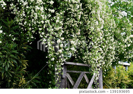 Banksia rose (climbing rose) Banksia rose (climbing rose) 139193695