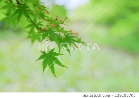A background of fresh green maple leaves and soft light. 139193703
