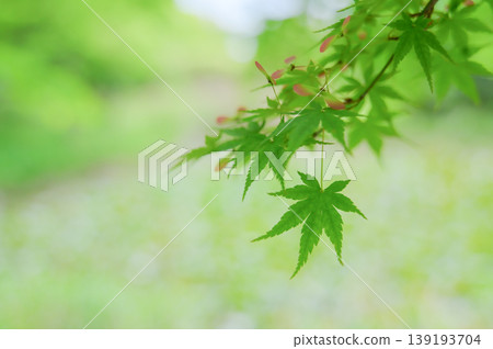 A background of fresh green maple leaves and soft light. 139193704