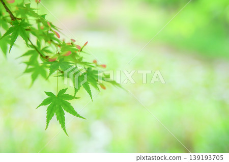 A background of fresh green maple leaves and soft light. 139193705