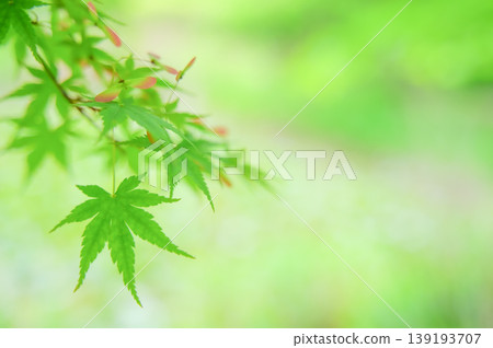A background of fresh green maple leaves and soft light. 139193707