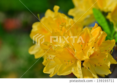 The arrival of spring: Yellow rhododendrons at Hachiiro no Mori Park The arrival of spring: Yellow rhododendrons at Hachiiro no Mori Park 139193711