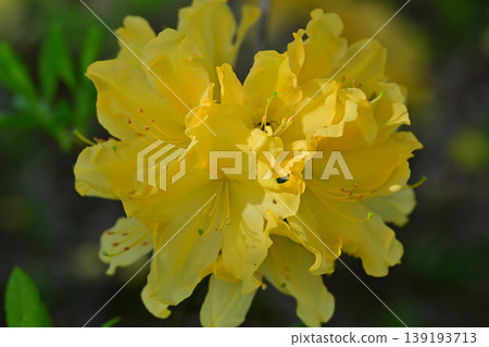 春天來了：八色之森公園的黃色杜鵑花 139193713
