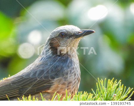 A portrait of a brown-eared ... A portrait of a brown-eared ... 139193745