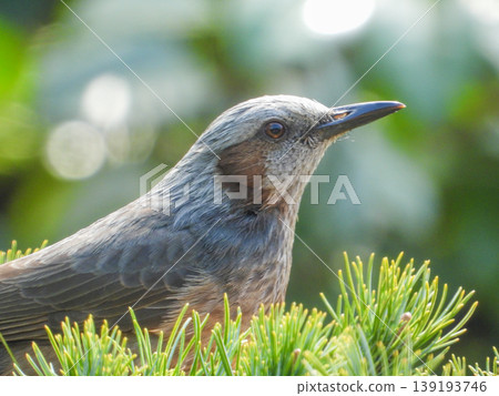 A portrait of a brown-eared ... A portrait of a brown-eared ... 139193746
