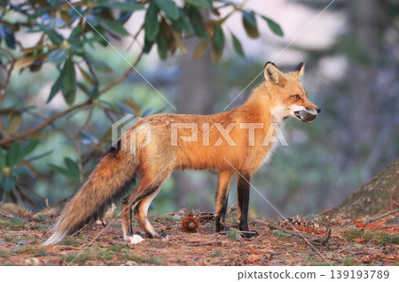 Mother red fox portrait in the forest with green background, Canada Mother red fox portrait in the forest with green background, Canada 139193789