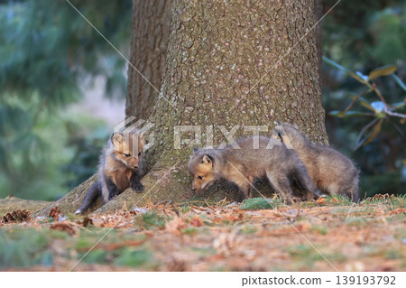 Babies red fox playing in the forest close a tree trunk on green background Babies red fox playing in the forest close a tree trunk on green background 139193792