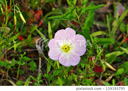 Pink evening primrose flowers (spring, April) Pink evening primrose flowers (spring, April) 139193795