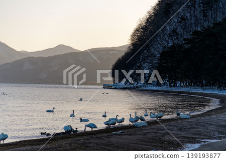 Winter lake and swans Winter lake and swans 139193877